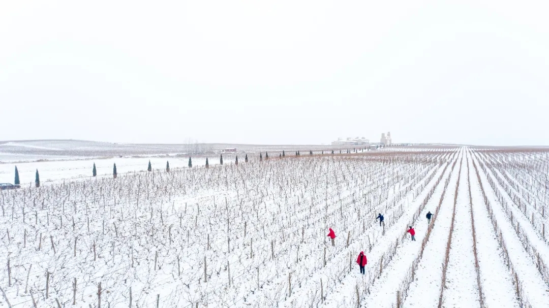 九頂莊園 | 雪，是自然送給大地的情書